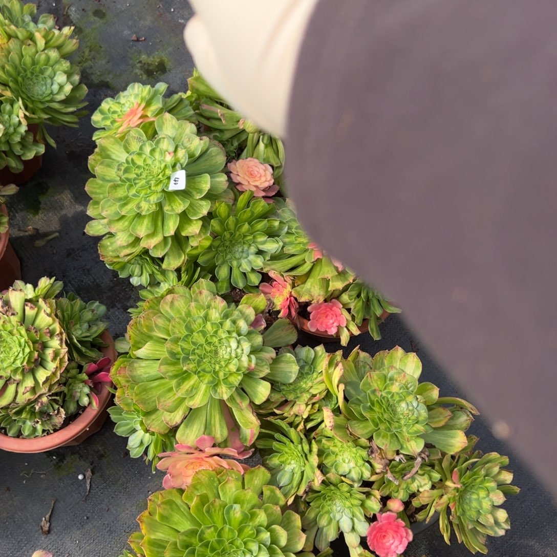 40知否一颗10多肉