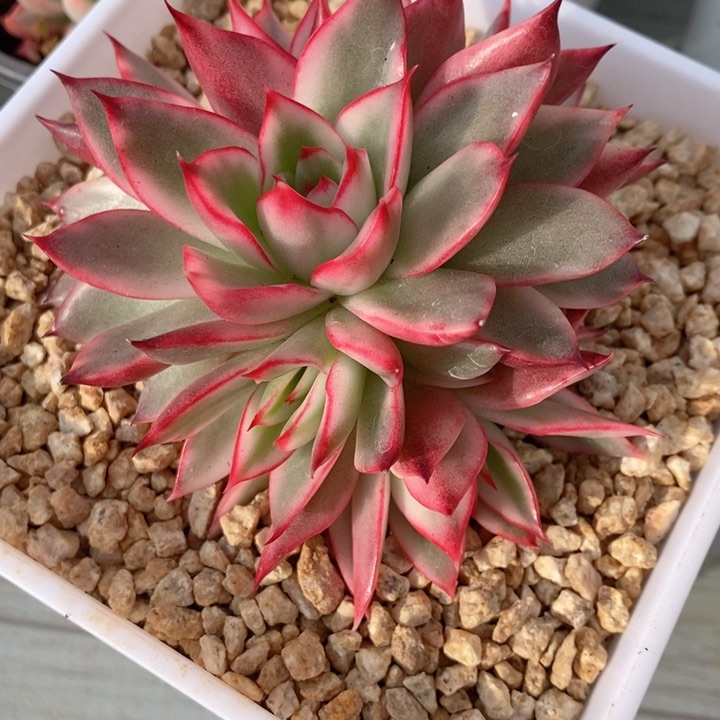 吉赛尔锦4头自然群多肉锦