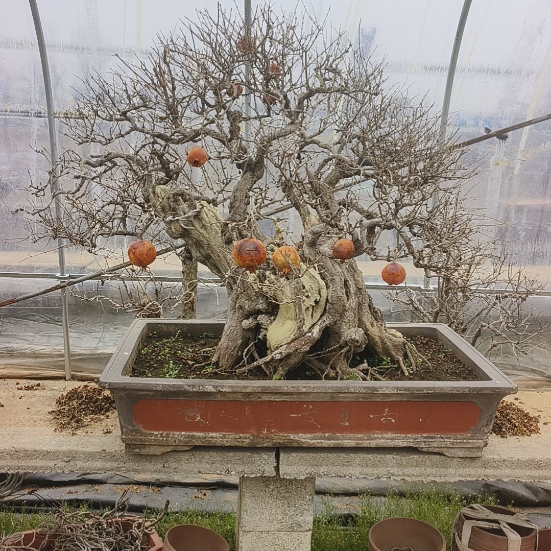 以实际为准年功山石榴老桩盆景十三年