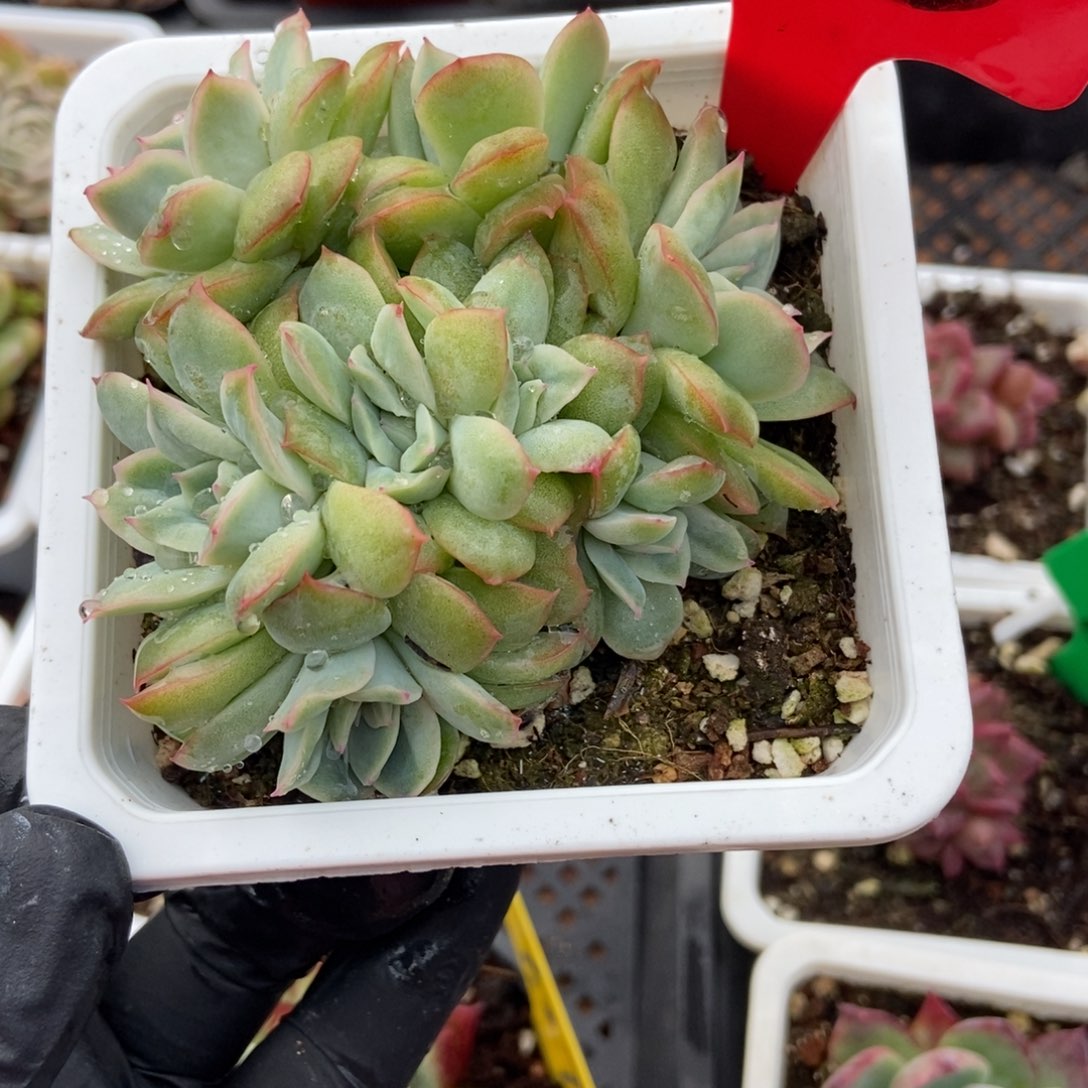 720天使玫瑰锦多肉