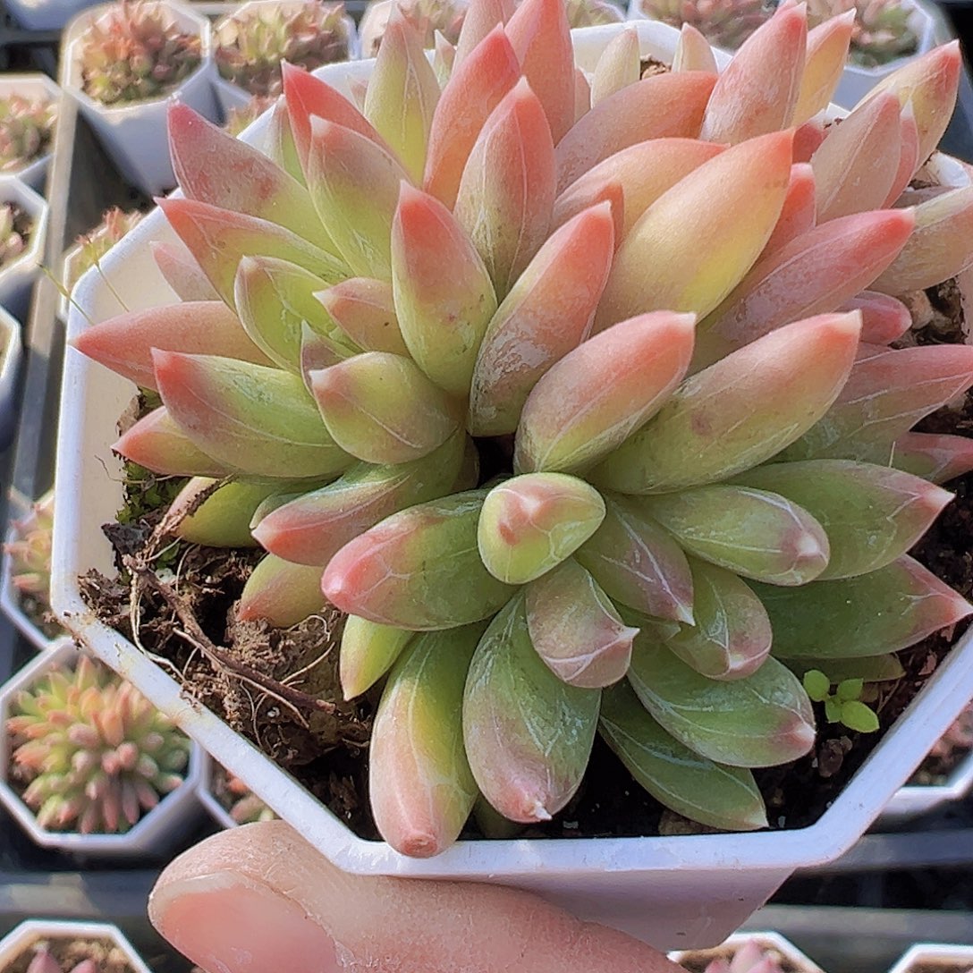 炫彩星群19包邮多肉