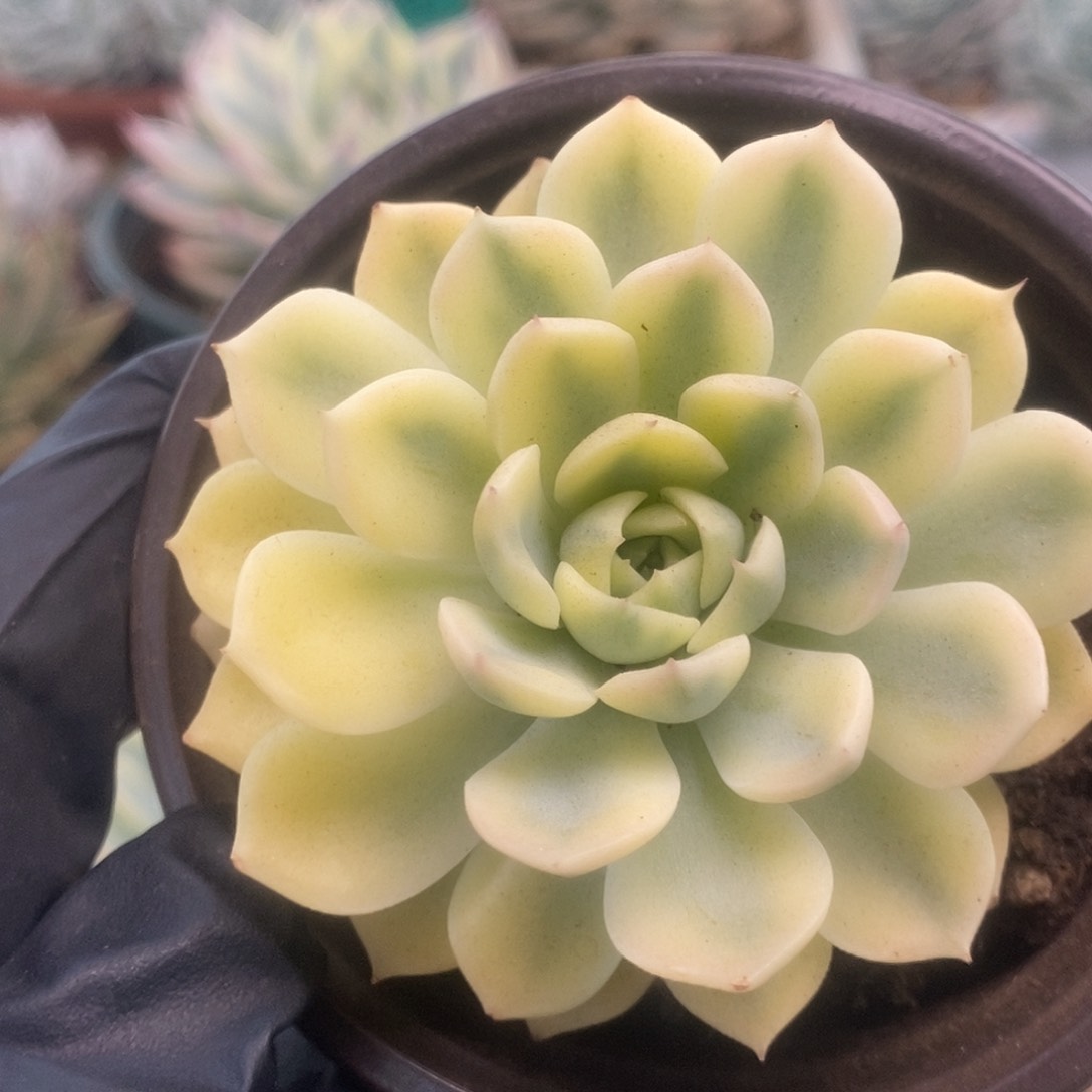 218沙罗姬杂锦锦锦锦锦