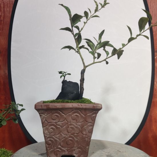 当前无花栽培后可以开花粗度4.5，6号