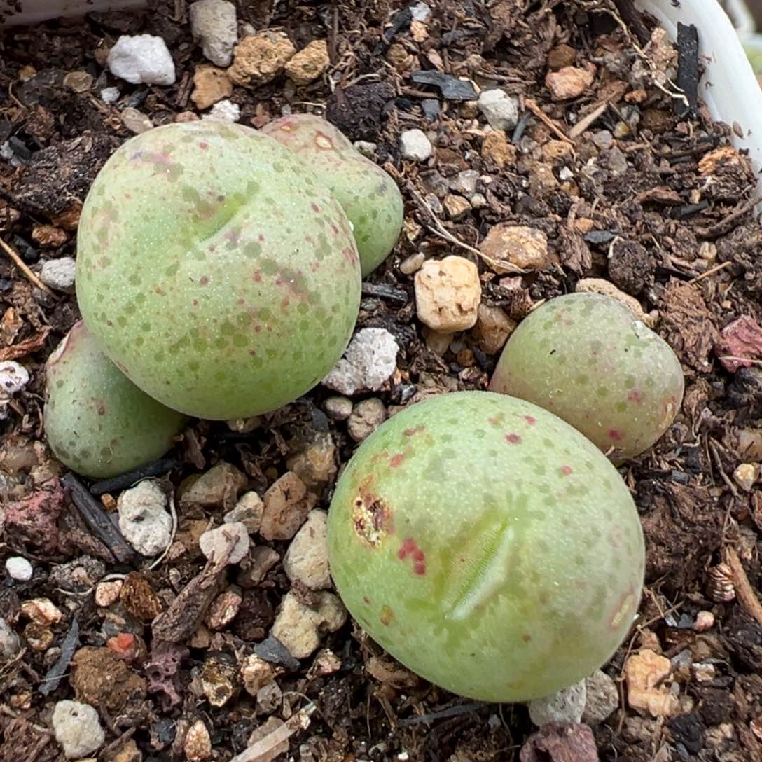 1.18好看的多肉476