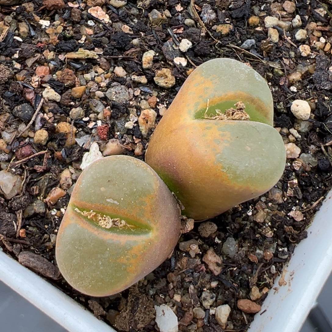 1.22好看的多肉224