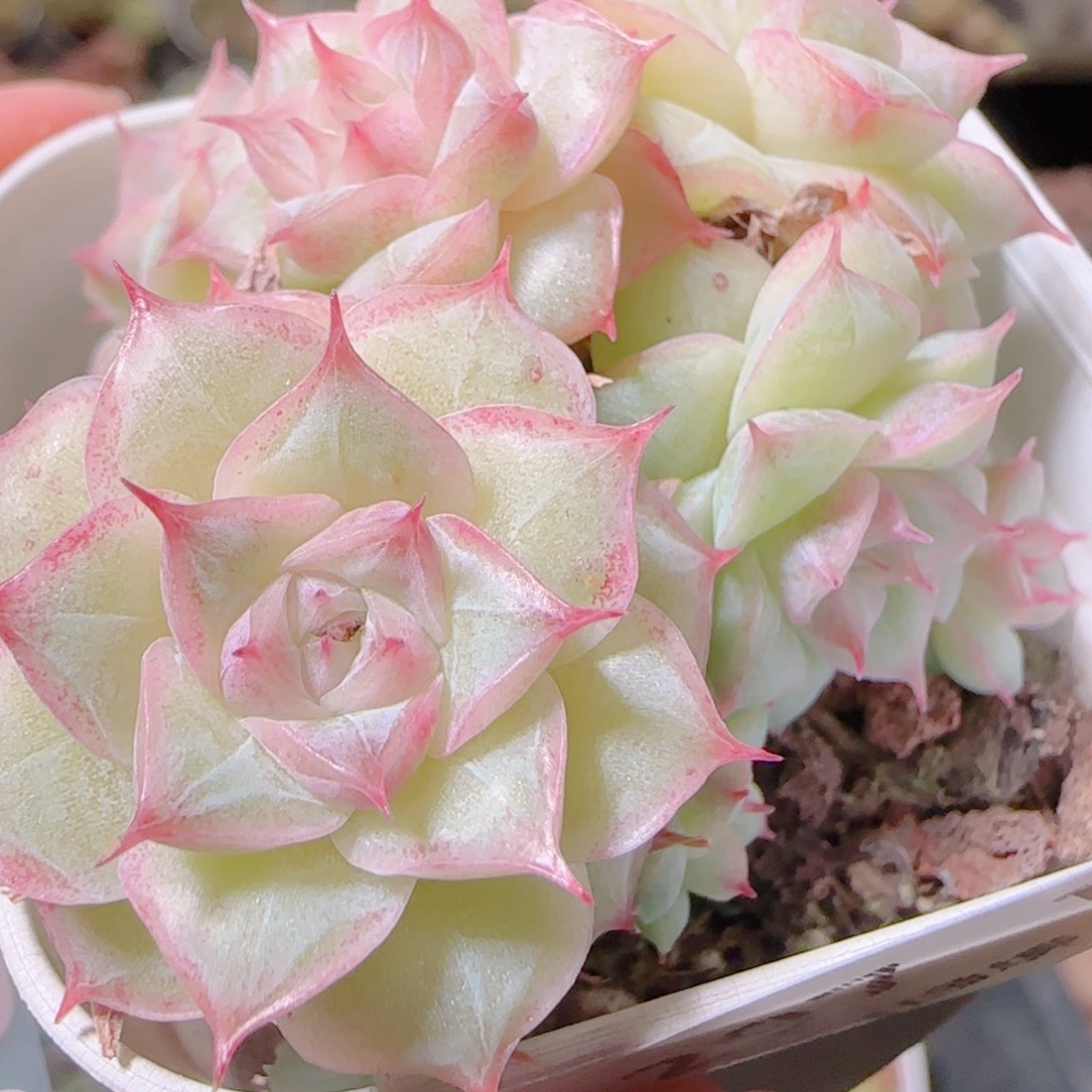 花语逸镜1106-297散