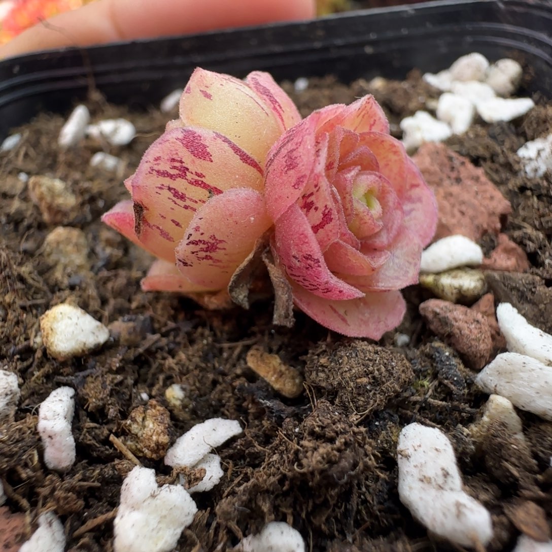 L638半城玫瑰蕾Ａ００１不含盆土