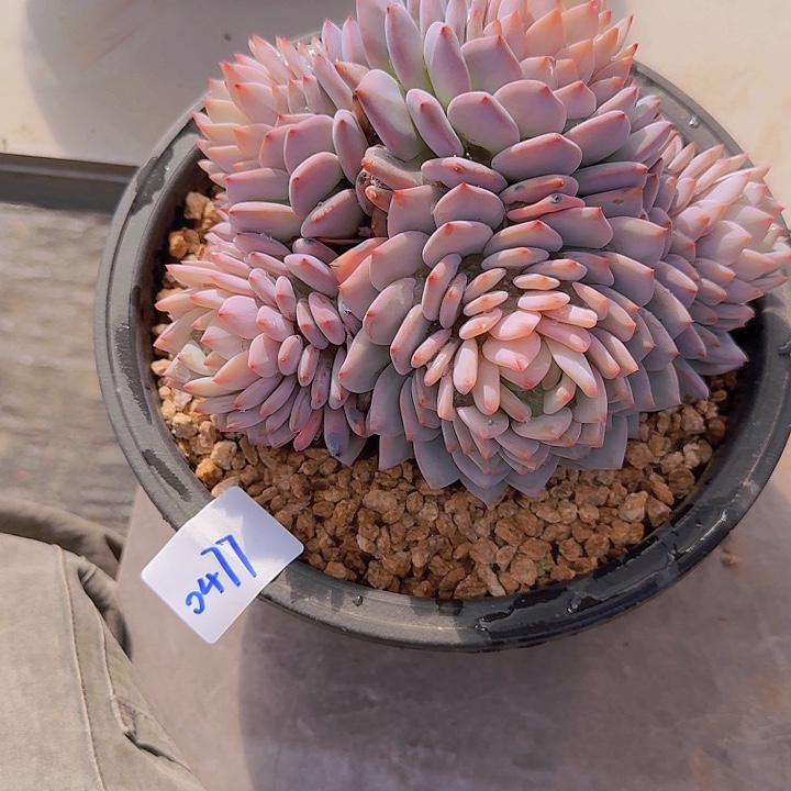 0477星星橙多肉植物