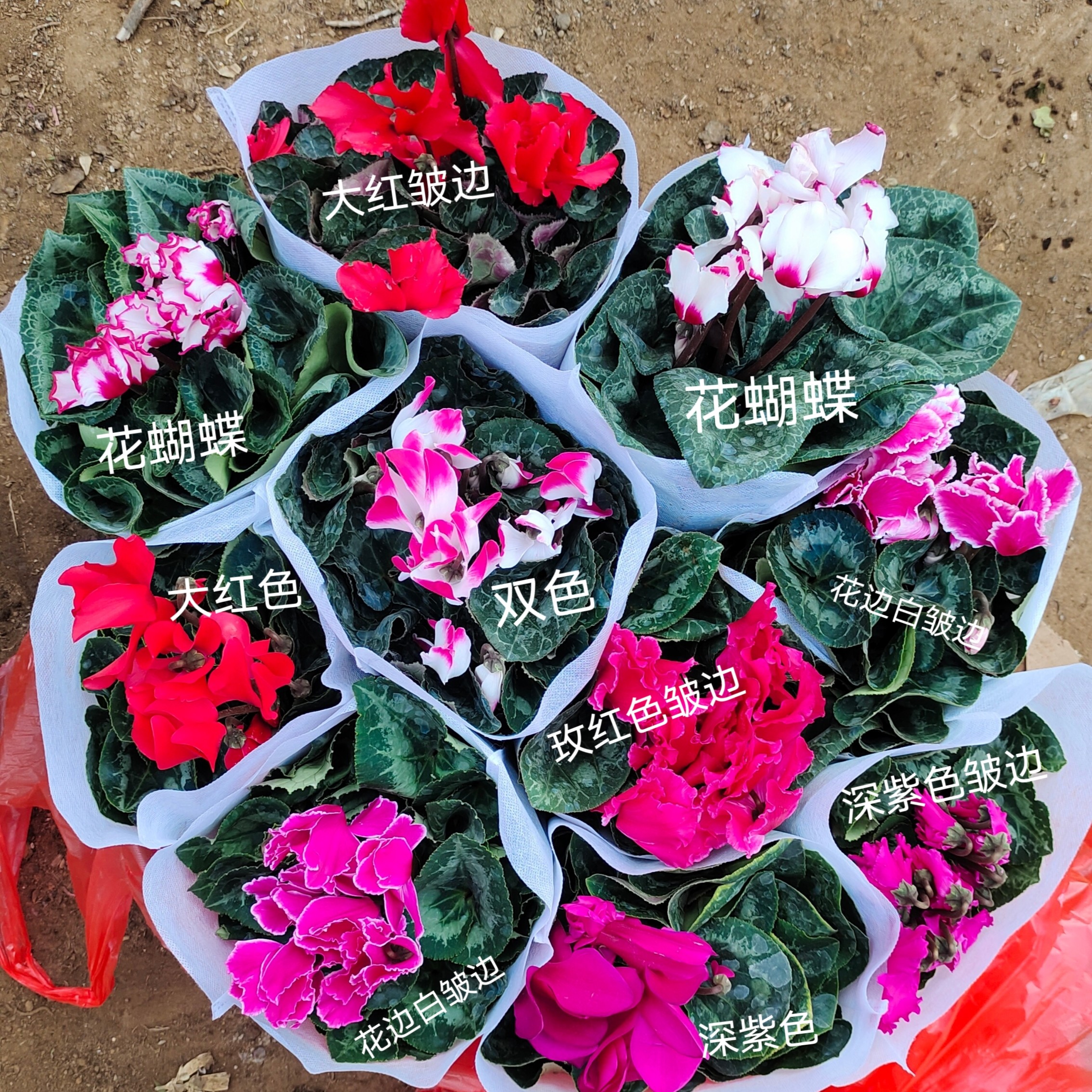 （带花苞）仙客来盆栽耐寒花卉开花能力强好养活四季开花不断