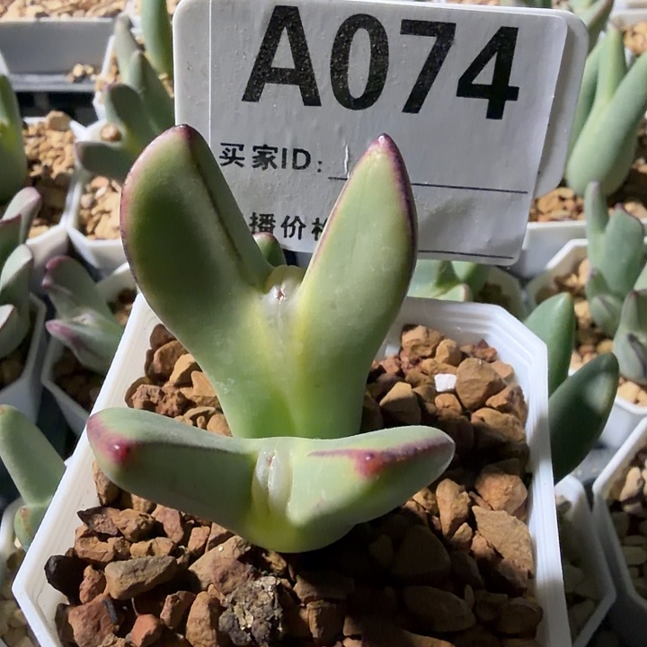 ****妹074。多肉植物的生长