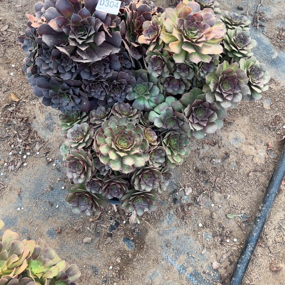 304三颗组合多肉植物法师多肉