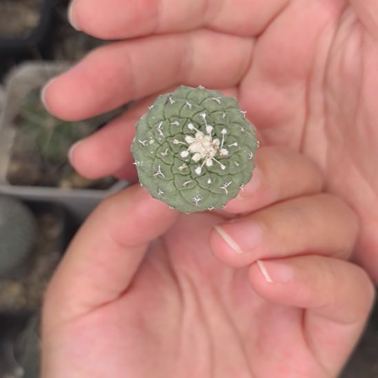 实生菊水直径2.5裸根发货