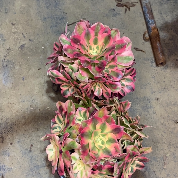 女巫2颗50多肉植物法师法师