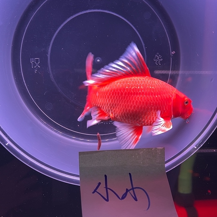 小***小海胆精品蝴蝶鲤鱼