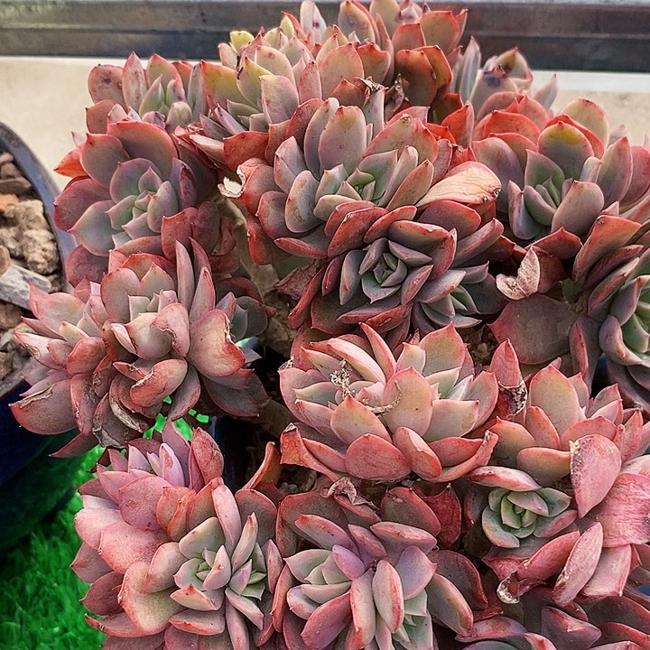 绮罗缀化整无砍多肉