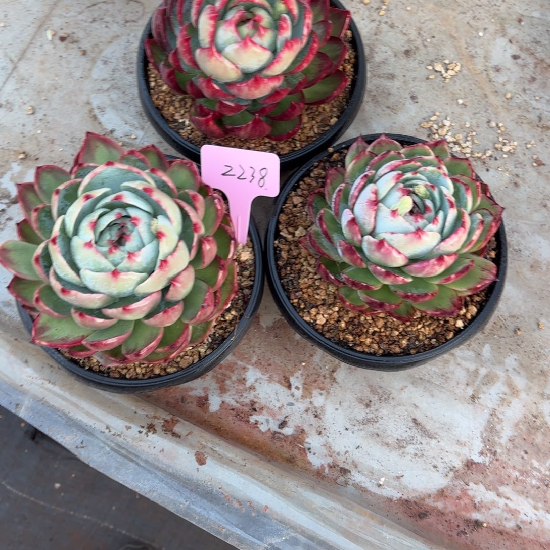 多肉惊鸿仙子2238