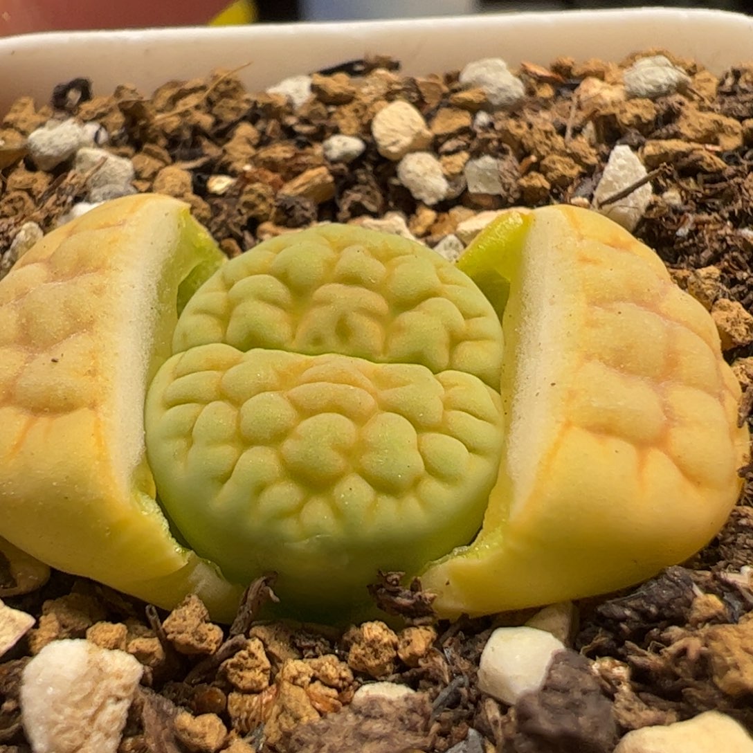 多肉植物百科986