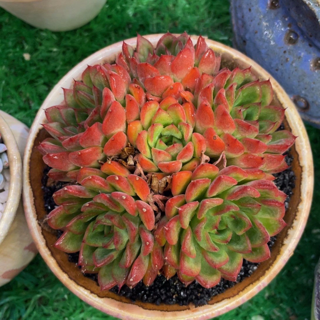 多肉植物盆栽植物
