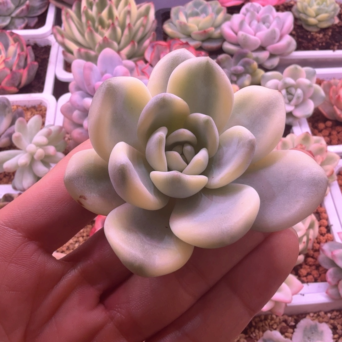 忘舒锦 多肉植物锦