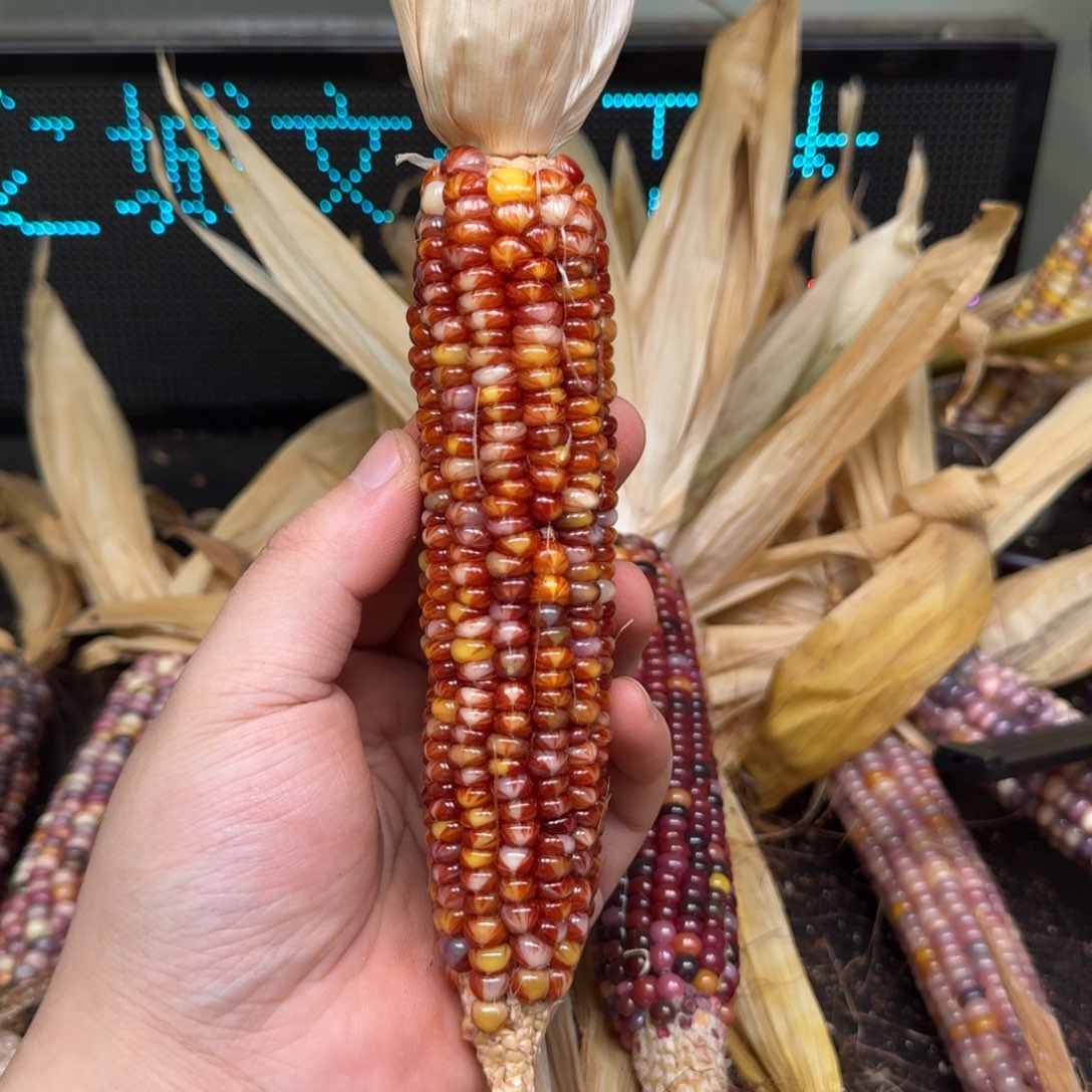 柏香籽/百香籽吊坠?****?