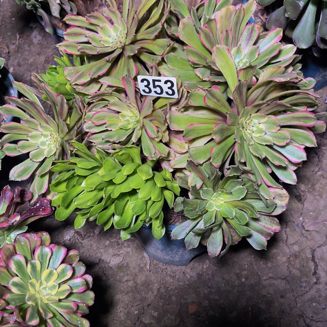 粉袋法师13–27包邮法师