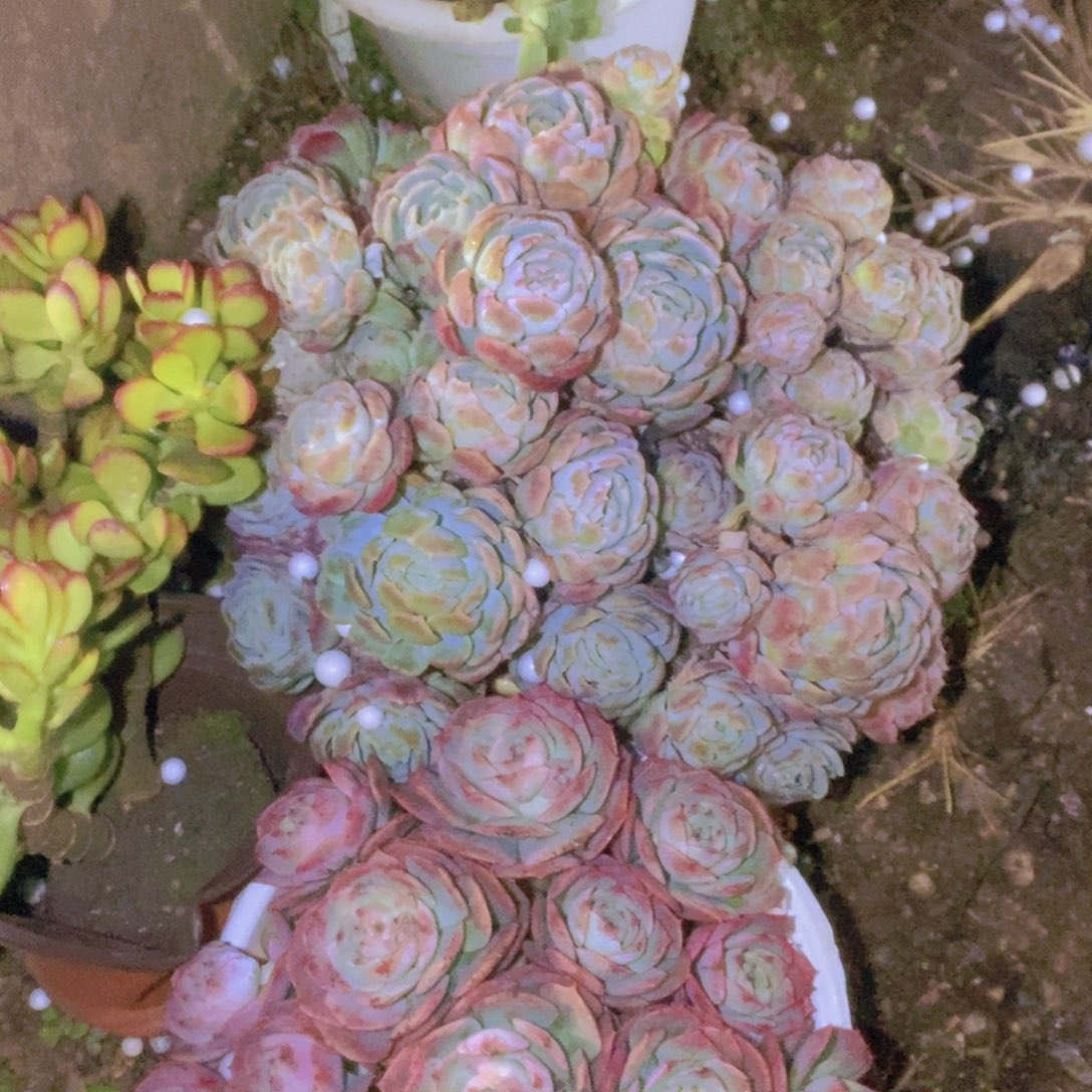 曼***)箱拍一单包邮一单