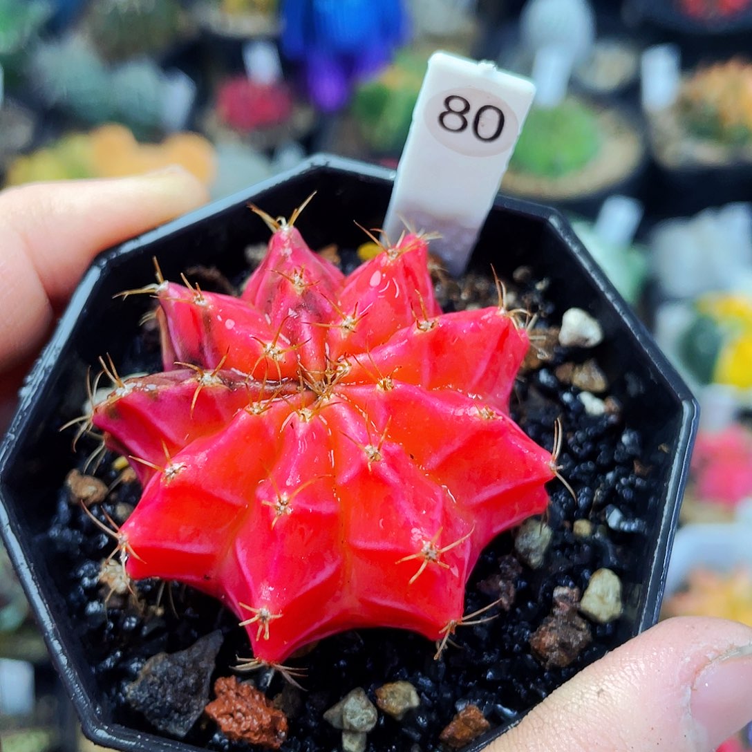 非偏远地区满25包邮仙人球