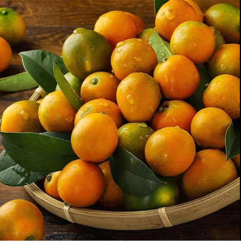 正宗融安脆皮金桔滑皮金桔第二代纯甜无酸多汁少籽小金橘当季水果