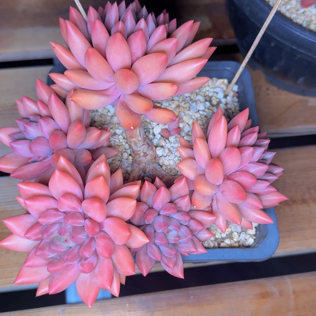 威***毛多肉植物的生长发育和