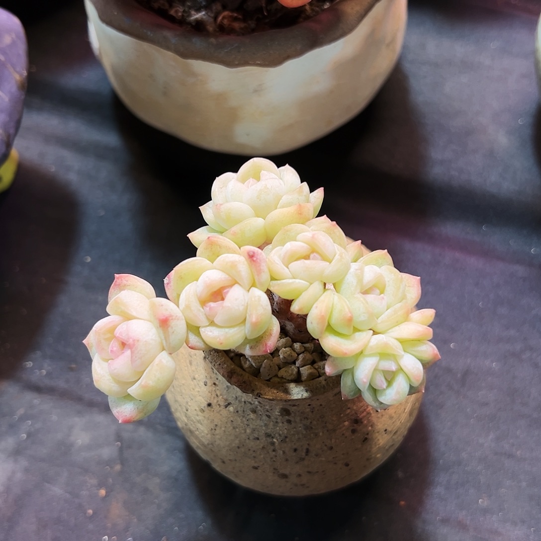 x***z冰透白珍妮糖心多肉