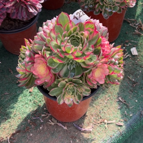 122海王手捧多肉，