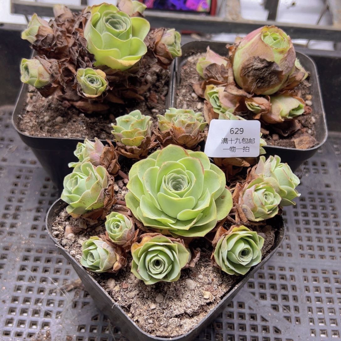 629 侧牙掉了不包损无售后