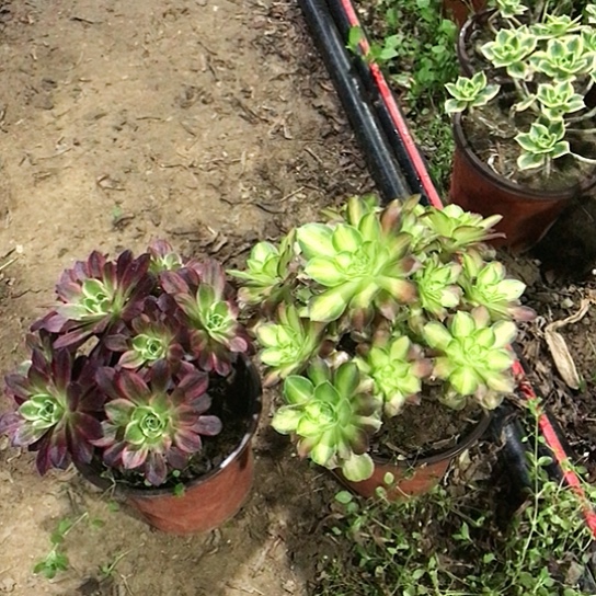 安娜玫瑰十绍华00014