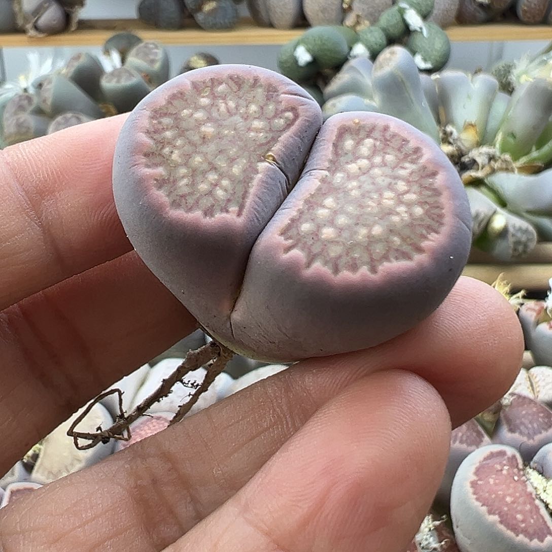 2306炸11111111111111111