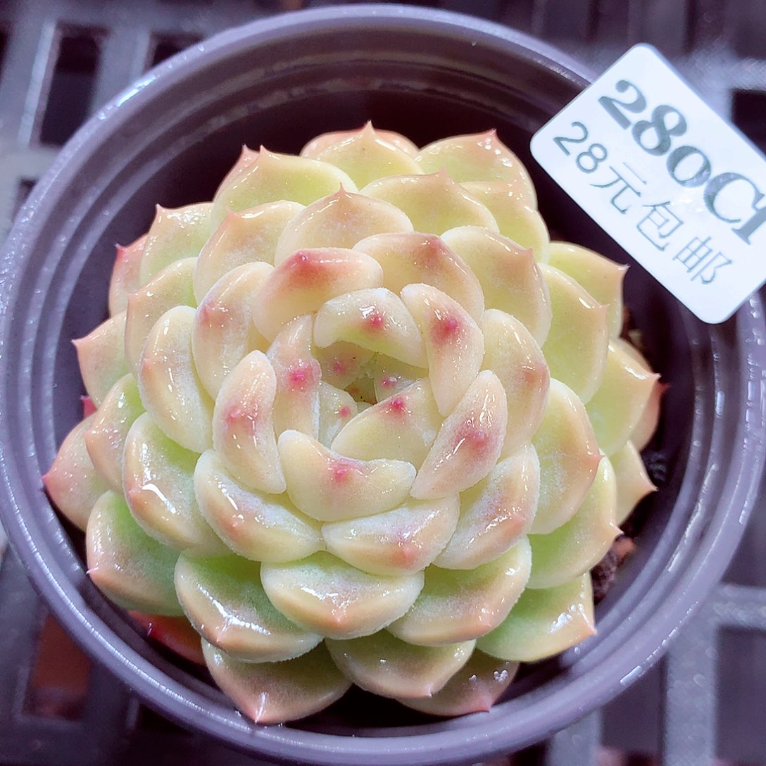 5厘米盆精控多肉280