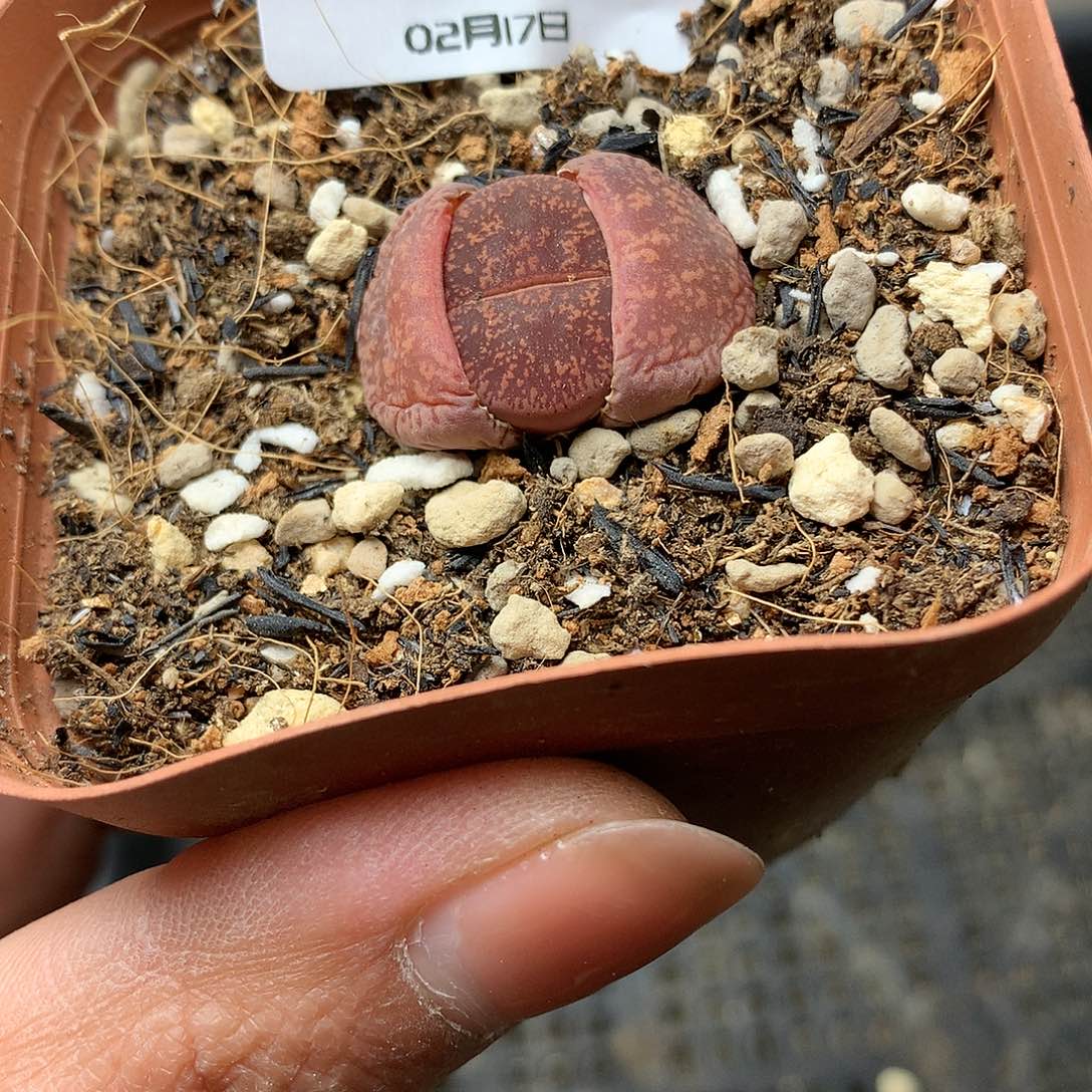 K895多肉植物保护