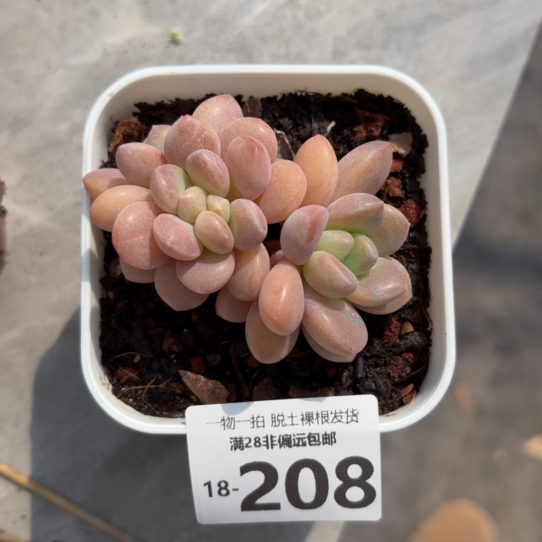 小白鹭多肉多肉多肉