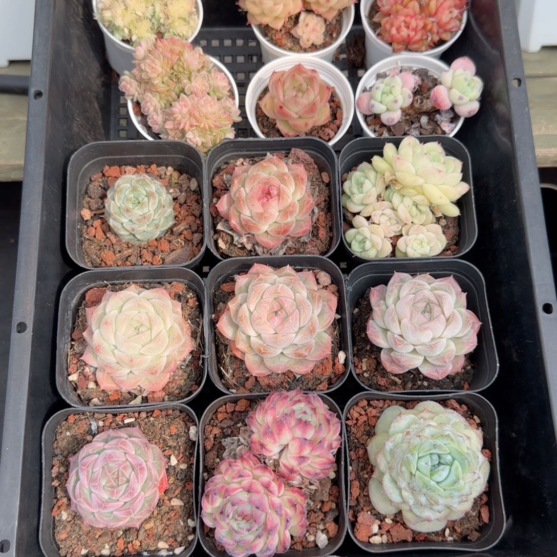 框拍框拍框0113-69