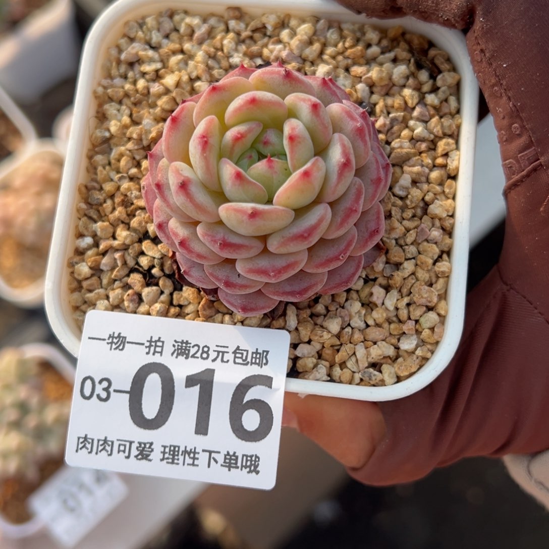 白胖子多肉多肉多肉多肉