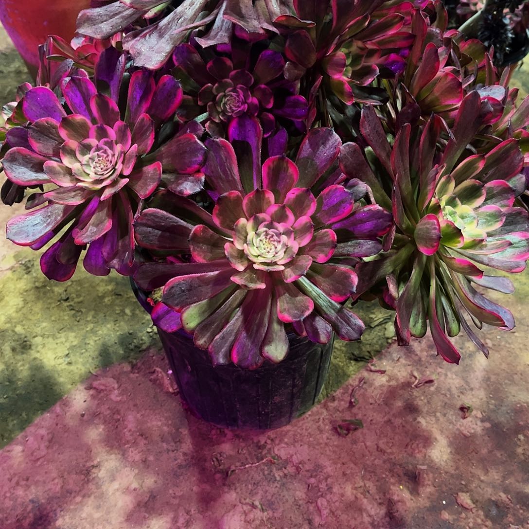 盔**士多肉836黑金刚法师