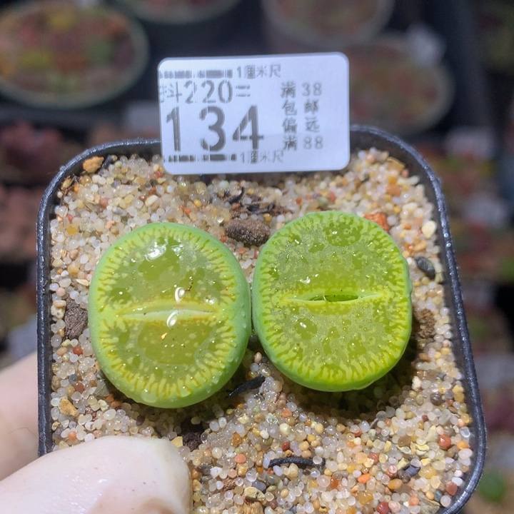 精品生石花220.134