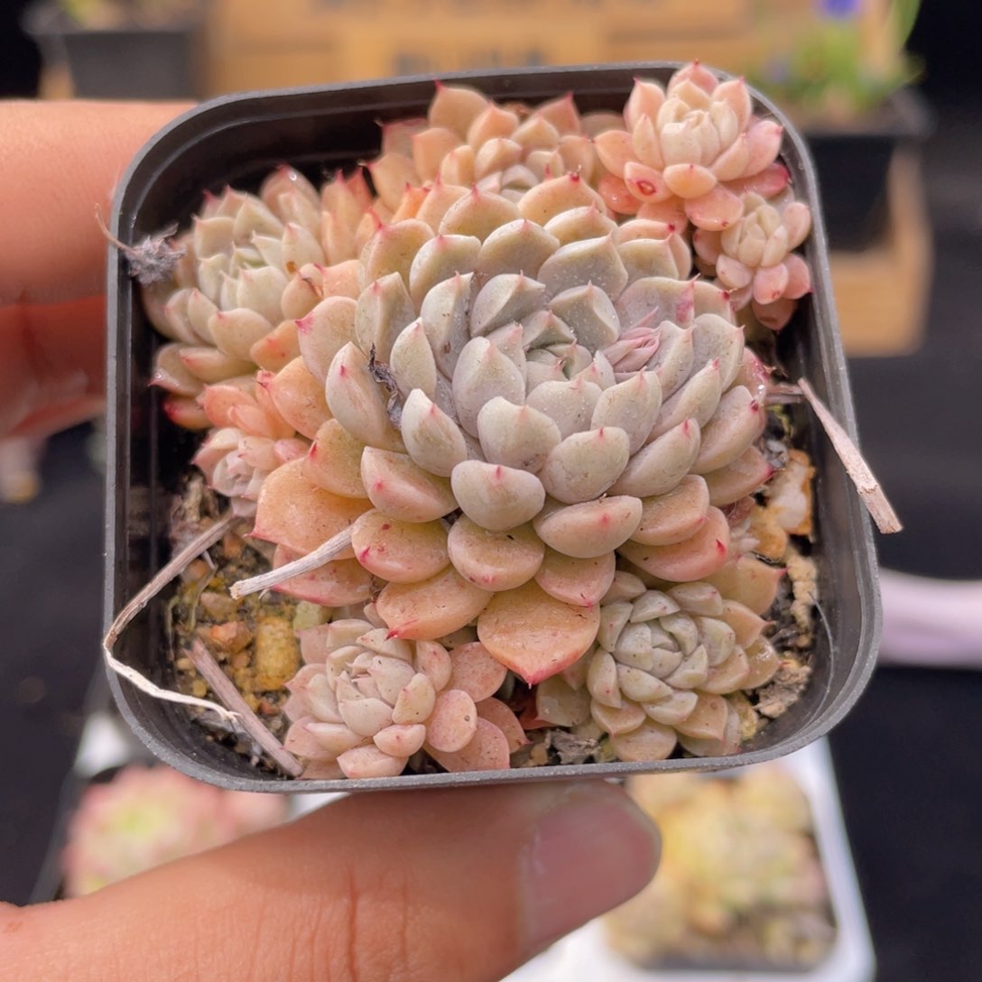 墨姬多肉9.9包邮发货