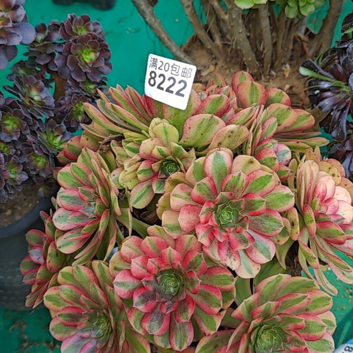 8222雨荷法师多肉植物