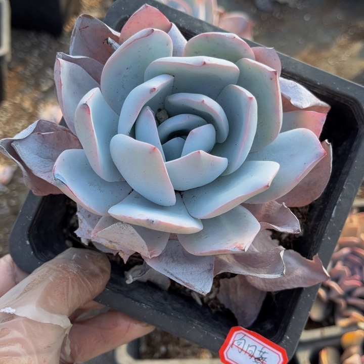 向**?白莲一颗140盆单头