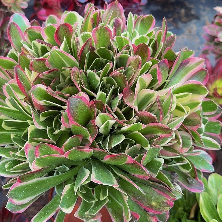 白凤朵朵亏本福利