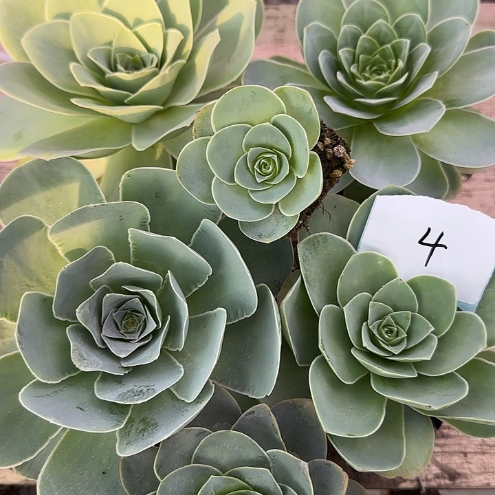 山地玫瑰5大1小，带土发，4号量拍