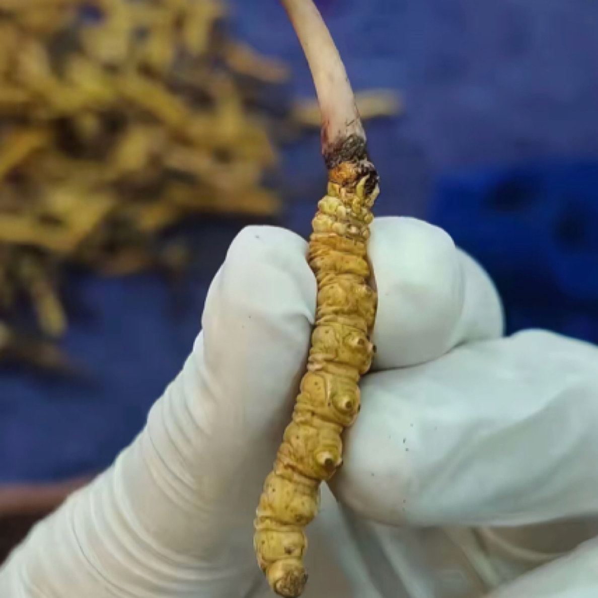 20根中草 青藏高原 产地直发 批发价