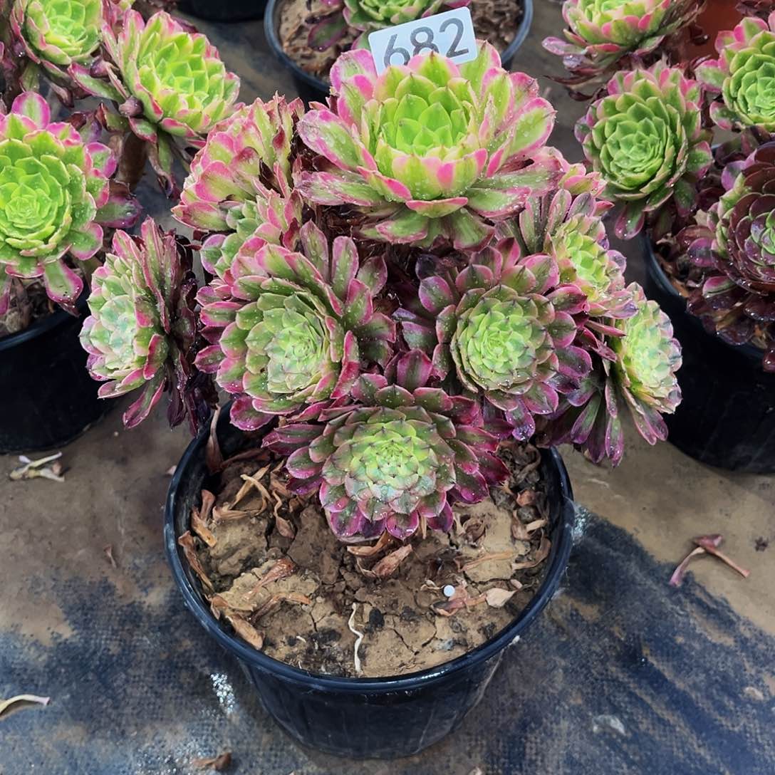 多肉植物682 奥黛丽 老桩