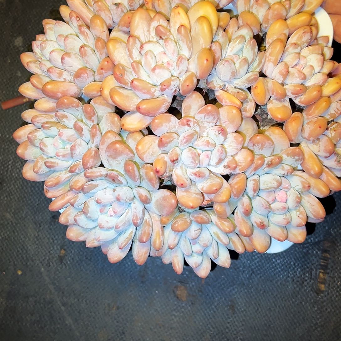 香水香水香水香水