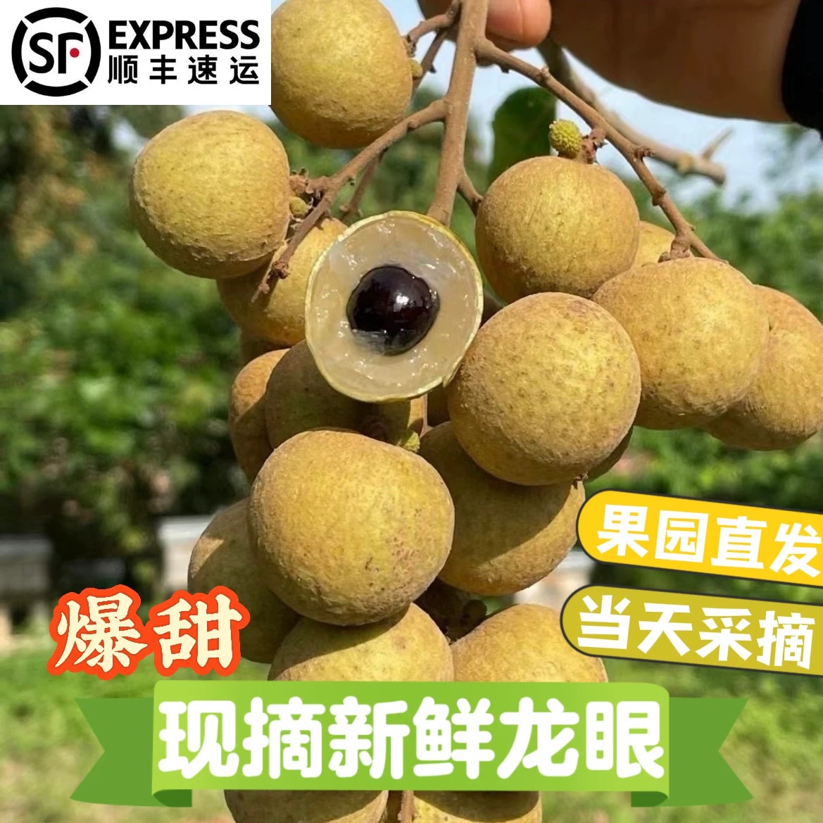 【顺丰包邮】正宗石硖龙眼广东老树肉厚多汁当季孕妇水果新鲜采摘彩箱M